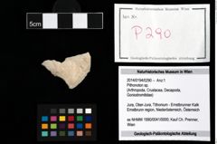Foto (Objekt + Etikett) von Pithonoton sp.  (NHMW-GEO-2014-0194-0290)